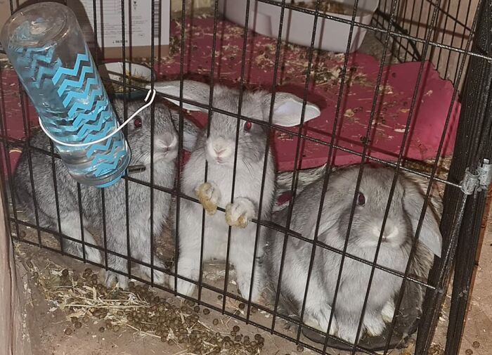 These 3la Still Refusing To Use Their Litter Trays