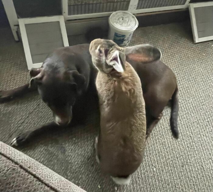 Chinchilla Flemish Mix Bunnie