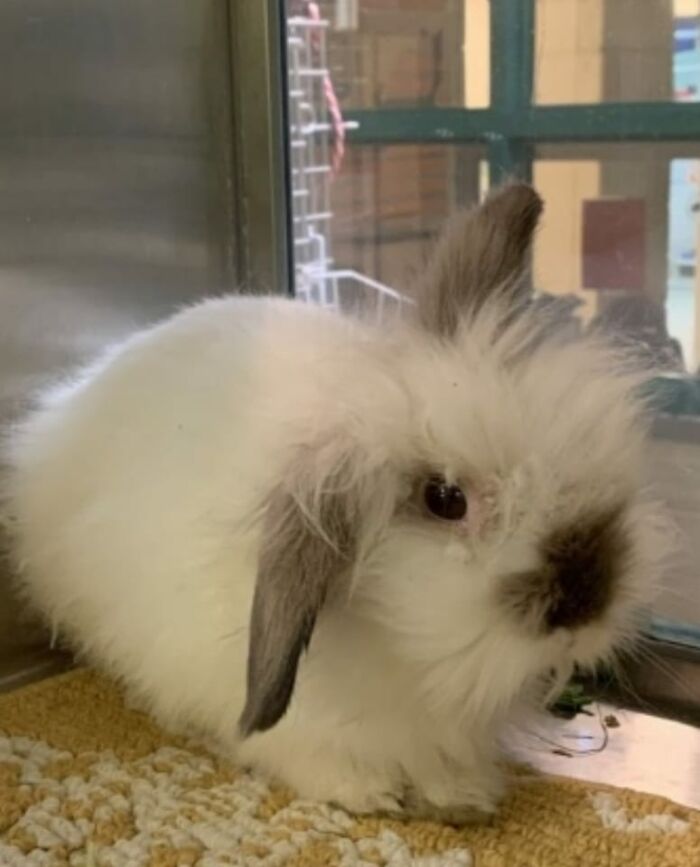 This Is My Bunny's Mug Shot, Behind Bars. Yes My Bunny Has A Police Record. She Was Caught And Detained By The Police While Running Through The Downtown Streets In A Busy City