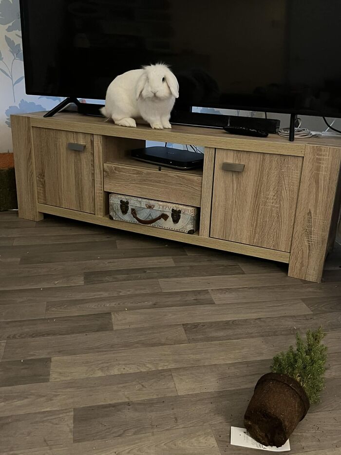 Estaba en una videollamada de trabajo y me lanzó una planta. Se quedó allí sentado como diciendo: “¿Qué vas a hacer?”. La agarró con la boca y la lanzó en mi dirección 