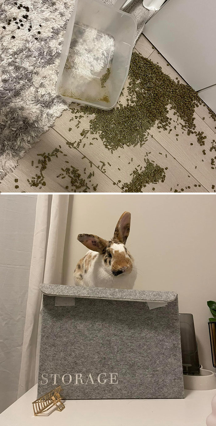 I Don’t Even Have To Explain Myself Here… This Is Exactly What It Looks Like