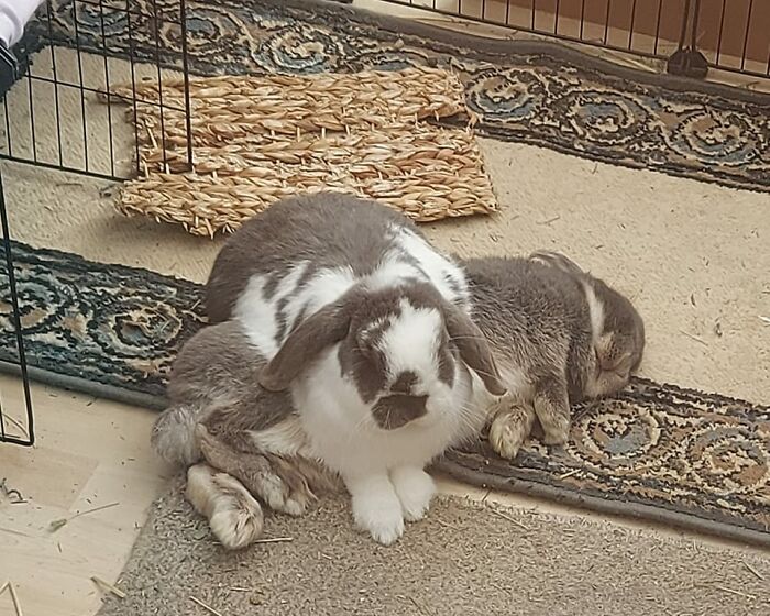 I Don't Care If You're Comfy Merlin, I Want To Lie Here!