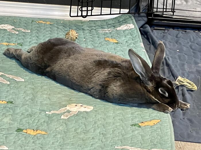 This Tiny Dictator! Zero F**ks Given After Tossing Her Large Water Bowl Everywhere . . . Twice Within An Hour