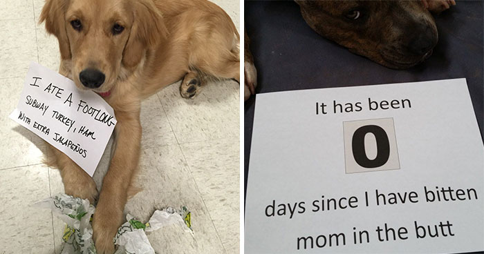 40 Times Pets Did Something Naughty And Ended Up On This “Dog Shaming” Page