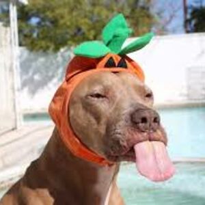 serenaphilipos avatar