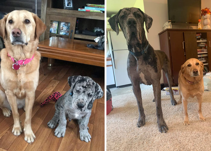 Remember These Two? We Took An Updated Photo. Cheyenne Is Less And Less Amused In These Photos