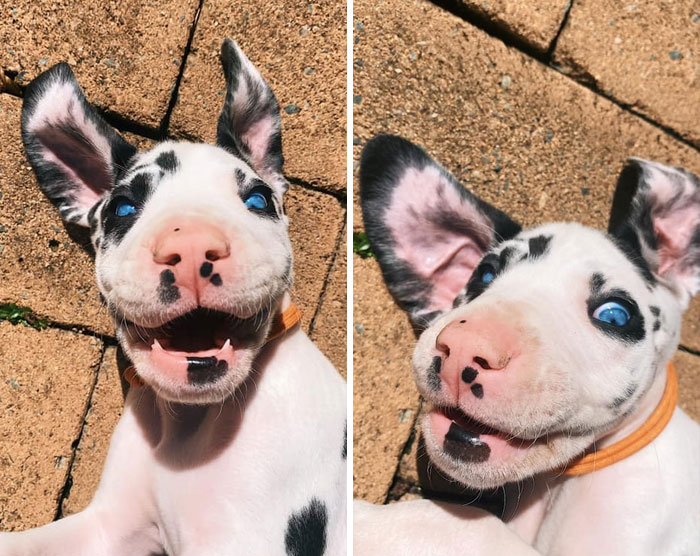 My Blue-Eyed Terror, Parlay. 7-Week-Old Great Dane