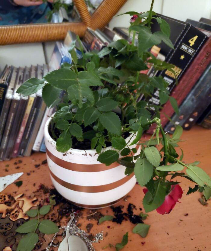 My Cat Waking Me Up In The Middle Of The Night For Me To Discover He Ate The Rose Buds Off My Valentine's Plant I Got Myself