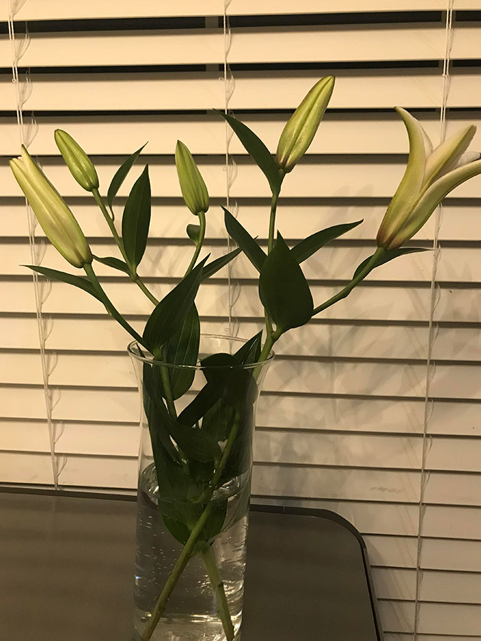 Husband Tried To Order Flowers For Valentine’s Day Via Instacart. This Is What We Got