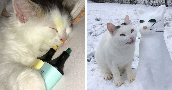 50 Times Cats Cracked Their Owners Up By Acting Like Total Weirdos, As Shared On This Twitter Page (New Pics)