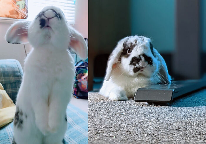 Hector Brunhilda, Our Handsome Rex Lop Bunny