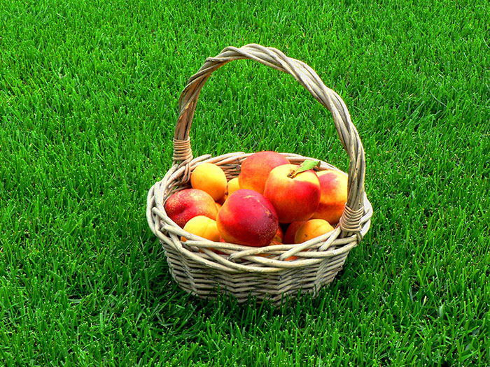 Fresh Peaches, When They Are Just Ripe Is Their Peak Of Flavor