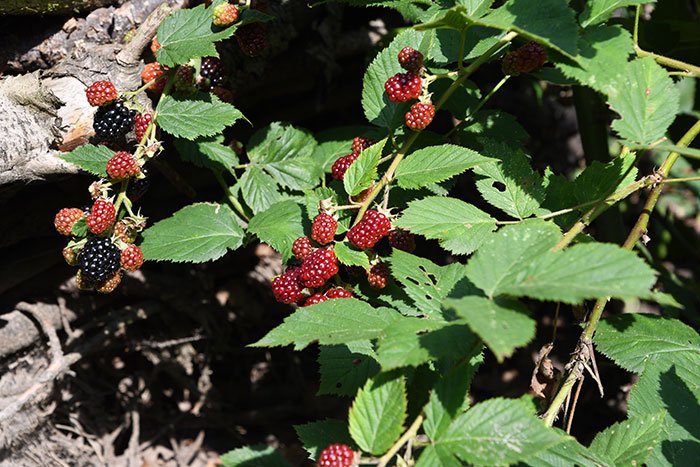 Fresh Picked Berries, Especially When They're Still Warm From The Sun