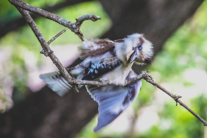 Me: I'm A Professional Photographer. I'm Going To Take A Beautiful Photo Of Our Resident Kookaburra And We Can Hang It On Our Wall. Cookie: We'll See About That
