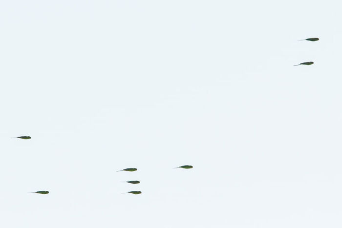 Budgie Bullet Mode Activated!!