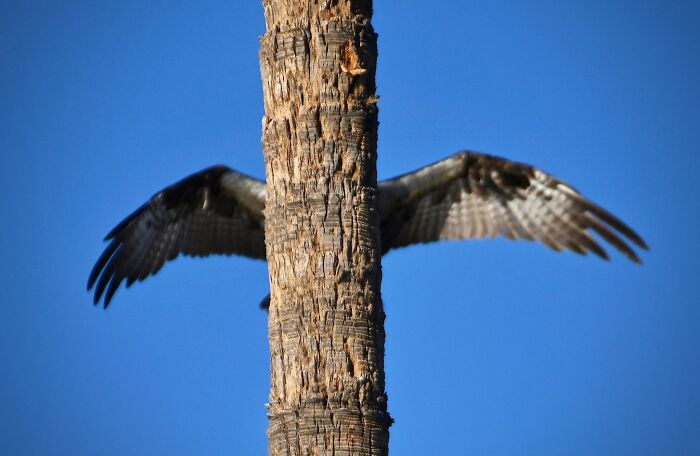 This Could Be My Best Osprey Photo Ever !