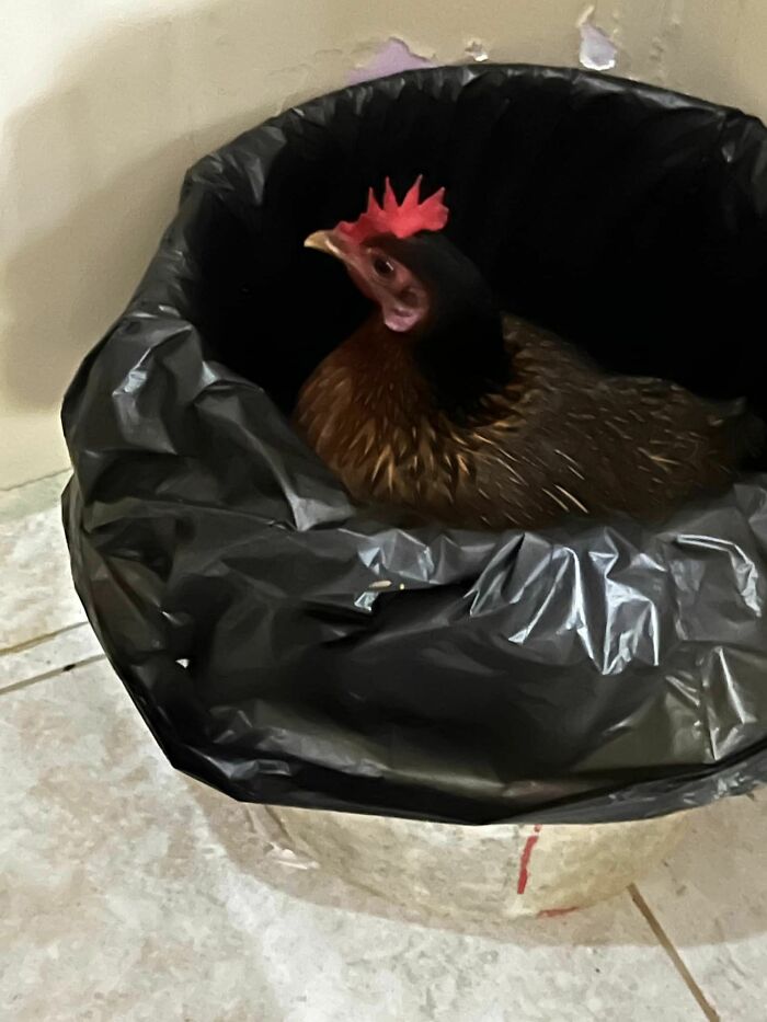 Live From A Public Crapper In Roatan