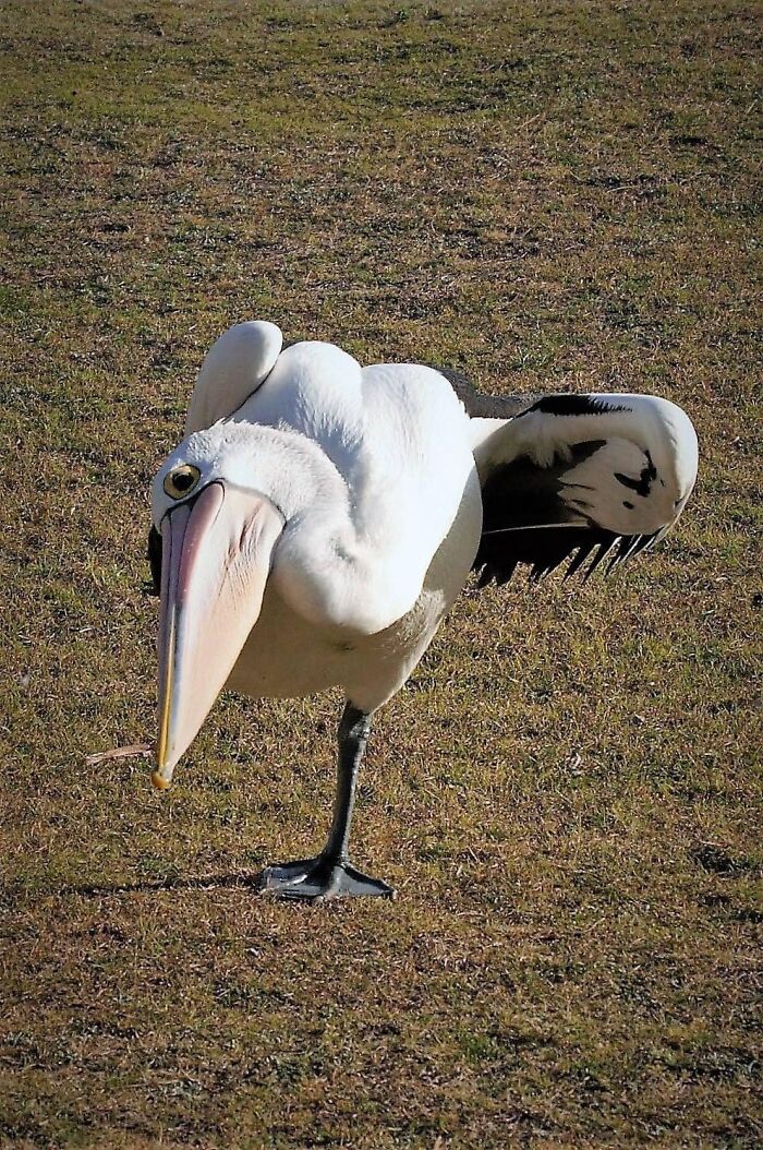 I Actually Think This Photo Is Pretty Good, But As A Photographic Model, This Bird Is Crap!