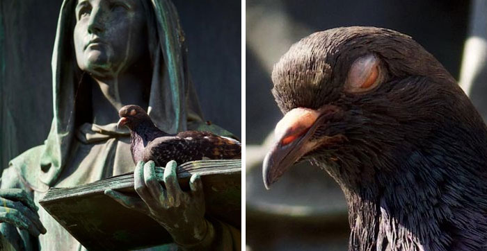 I Think I Witnessed A Pigeon Exorcism