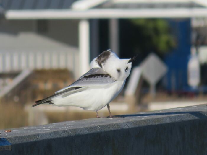 So Beautiful, Thank You. Thank You Very Much