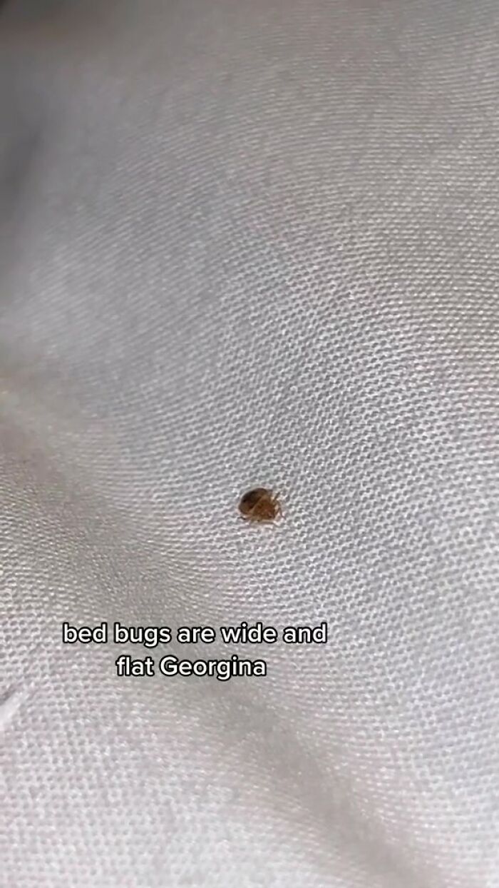 Woman Documents Hotel&rsquo;s Brilliant Response After Finding A Single Bedbug In A Room