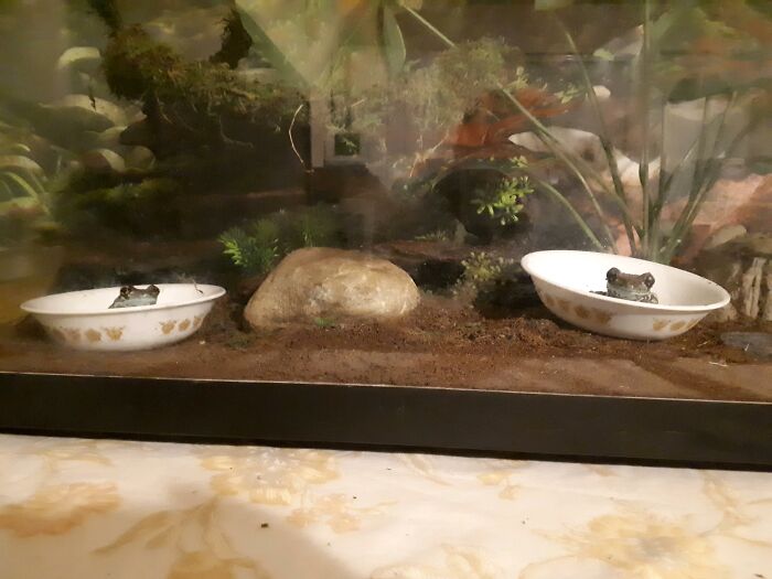 Sherlock And Molly, My Sister's Amazon Goldeneye Tree Frogs