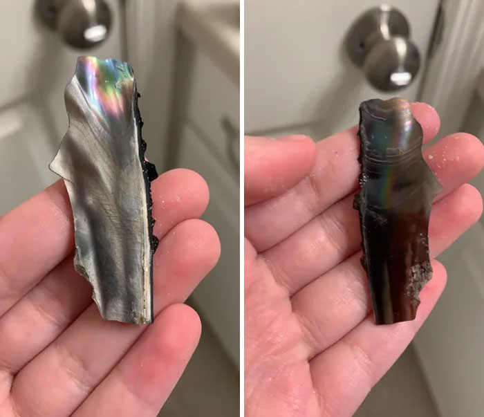 A Seagull Dropped This Beside Me After I Gave It Some Bread