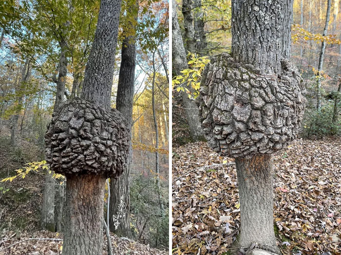 Saw This On A Tree While Hiking Today. Not On Any Other Trees In The Area. What Is This?