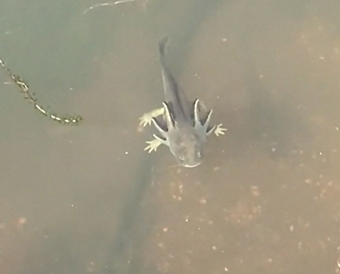 4 Legged Fish - Freshwater Arid West/US