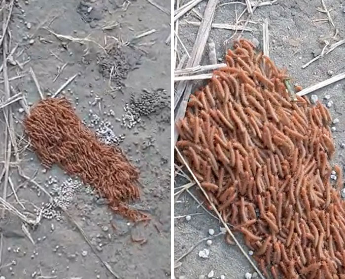 Saw These On The River Banks Of Brahmaputra, India. The Way They All Move Together Is So Weird. Any Idea What Creature Is This ?