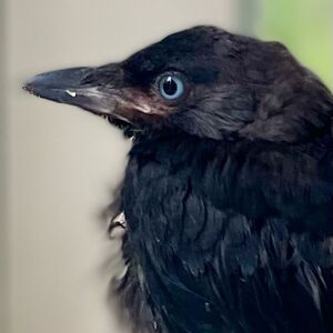 rosareitsma_1 avatar