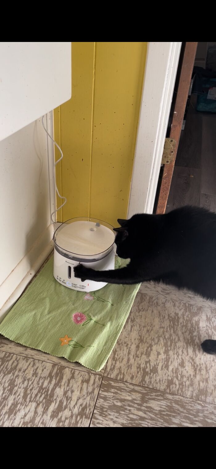 I Love My New Fountain! Let Me See How It Works. Let Me See If I Can Knock It Over. (He Did.)