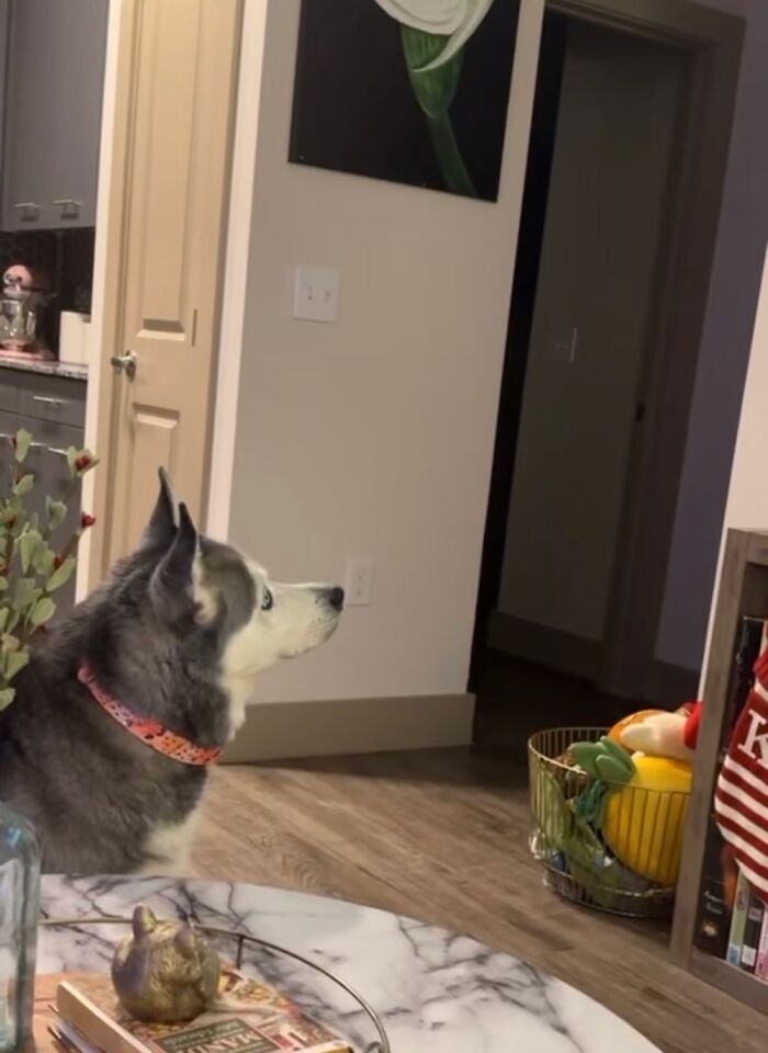 Keeva Is Watching Dogs On TV. She Wouldn’t Let Us Change The Channel