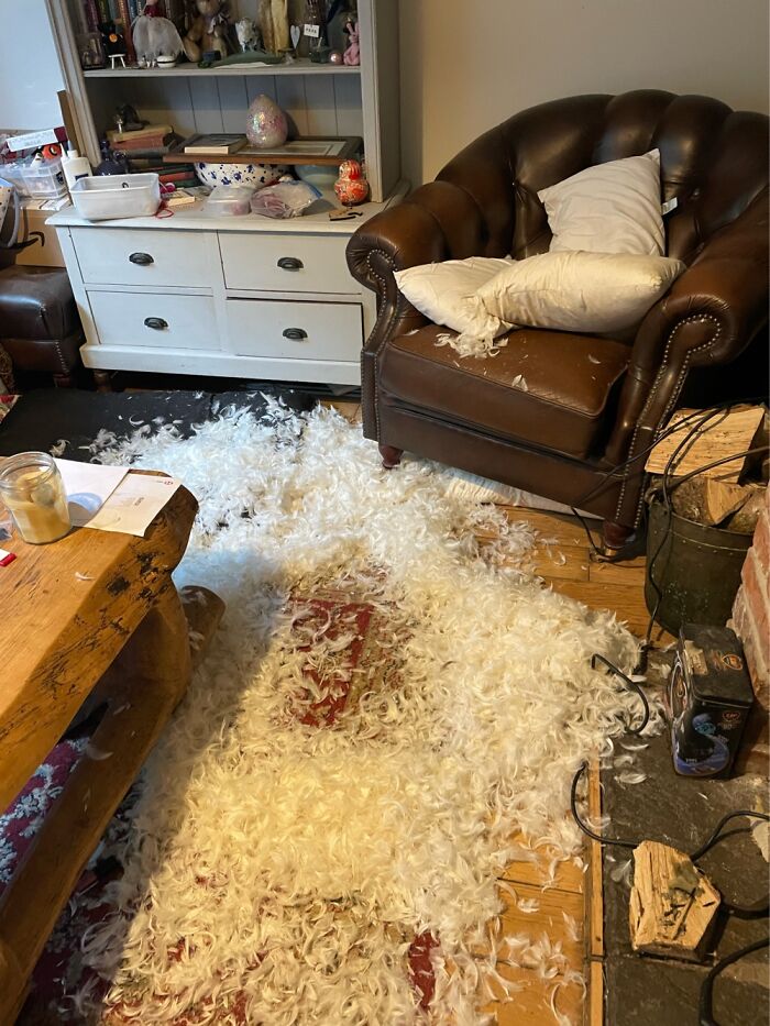 Should Not Have Left The Patterdale In The Living Room. Who Needs Cushions Anyway!