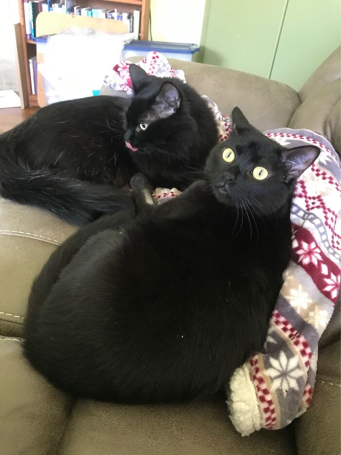 My Twin Boys Were Found In A Box Along The Road When They Were Tiny And Had To Be Bottle Fed