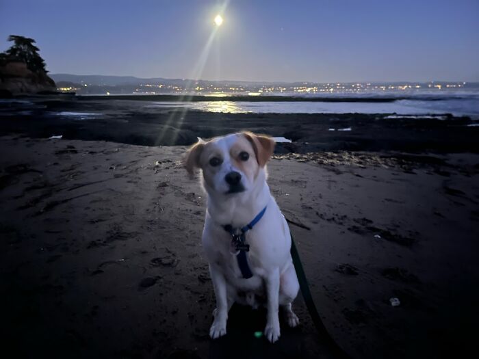 Snacks Under The Moonrise