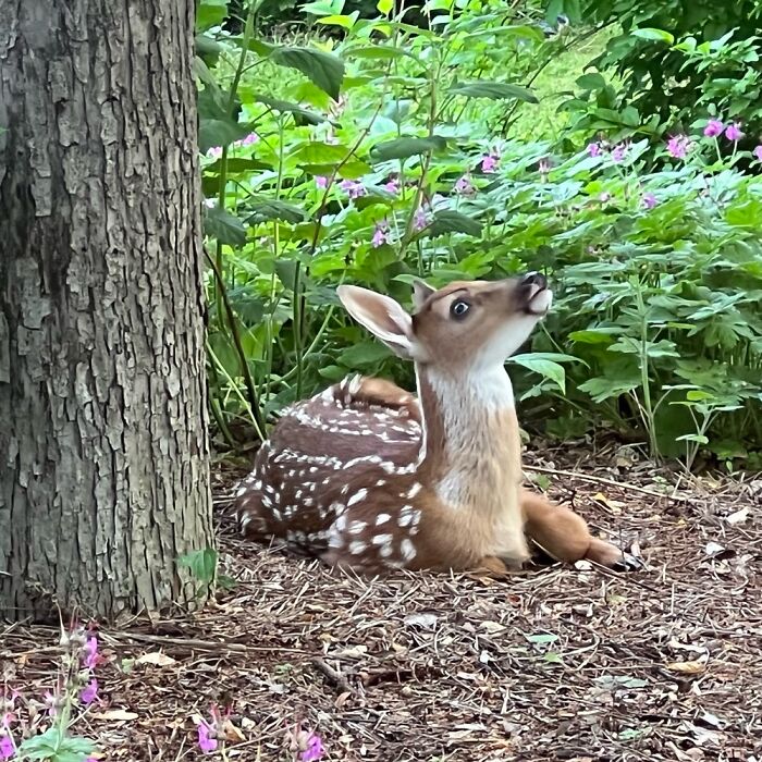 This Is The Deer Who Was Born In Our Front Yard This Year. Picture Taken From Bedroom Window
