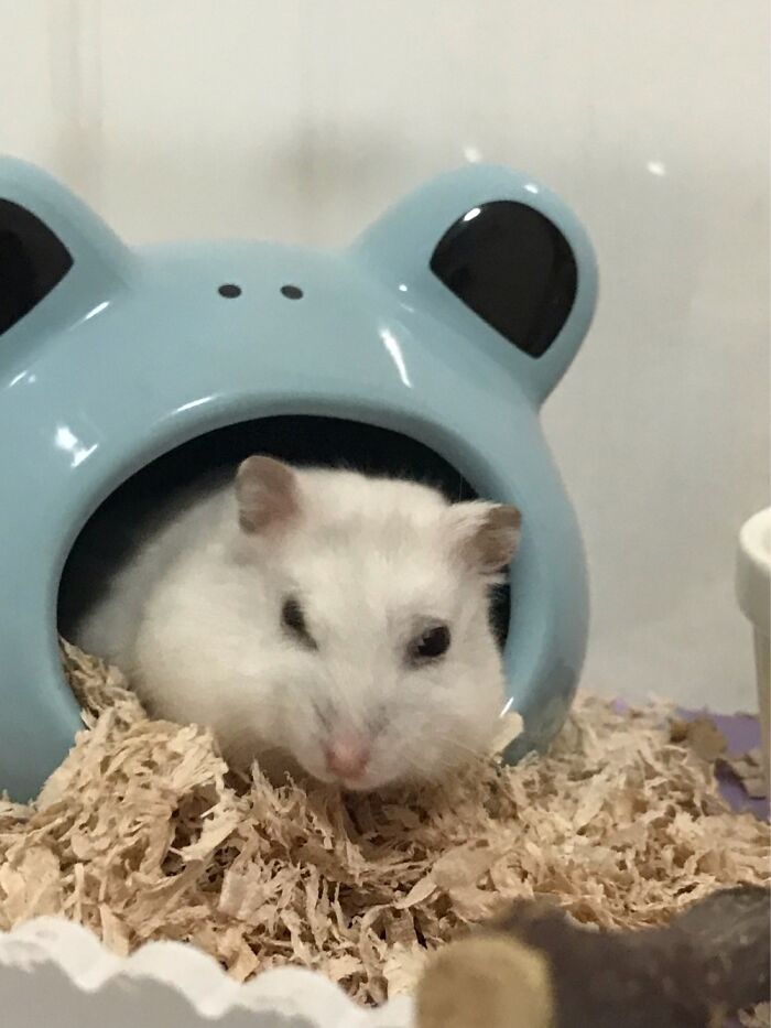 It’s Really Hard To Get A Good Photo Because He’s Always Running Around :,d