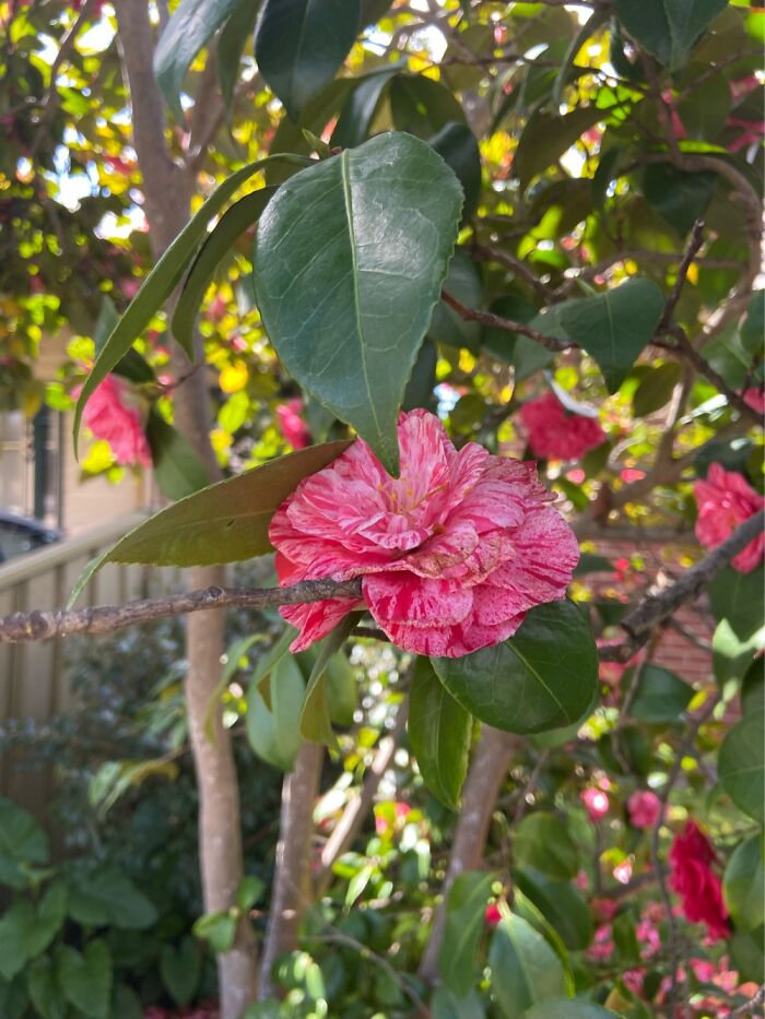 Japanese Camellia
