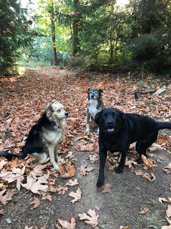 All Three From The Spca 