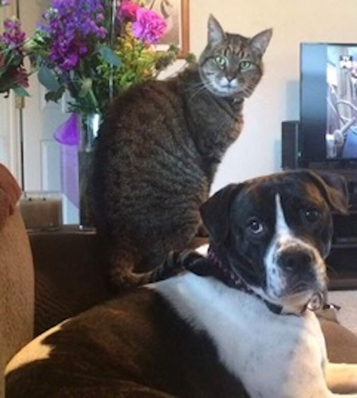 Max (The Cat) Rescued At One Year Old Lived To 20 Last Year. Daisy Rescued At One Is Now 9