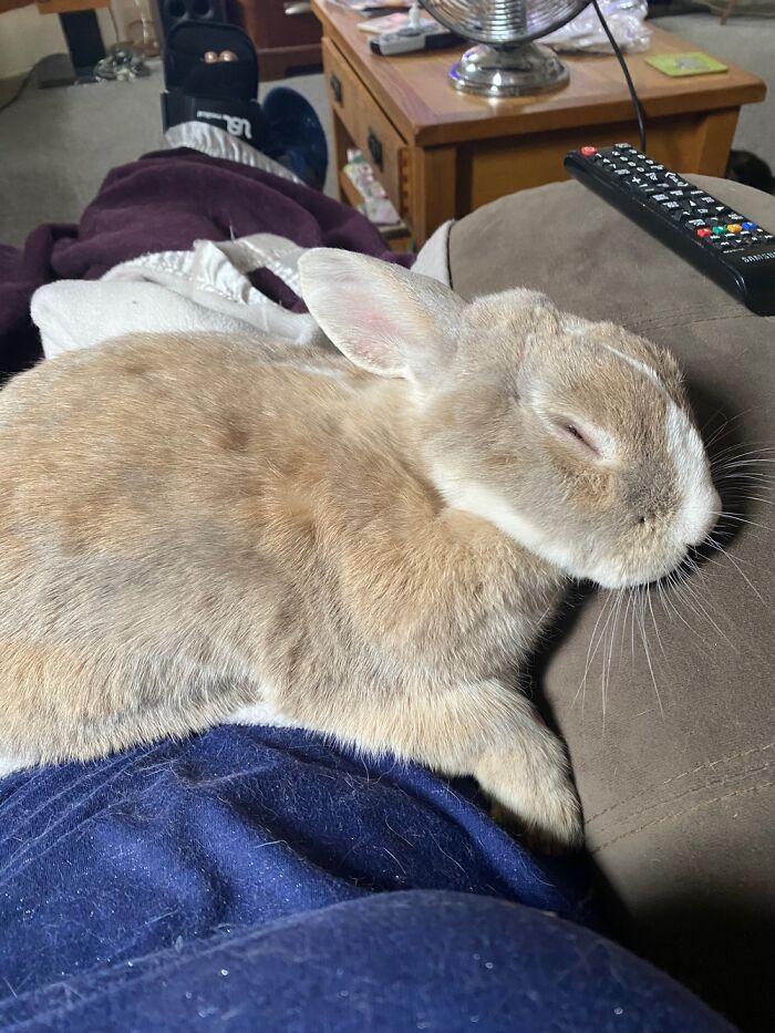Dusty Rescued From The Street But Now More Interested In Cat Naps