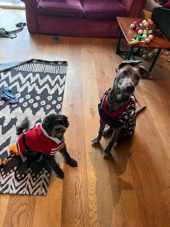 Ludo And Obi. Ludo Was In A Shed For 9 Months. Obi Was Taken From A Halting Site At 3 Months