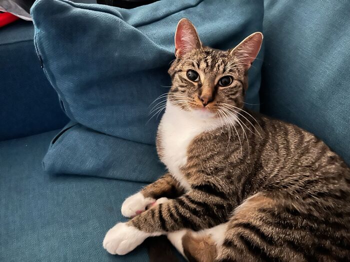 This Lovely Boy Was Brought To The Shelter Because He Was Too Old (10 Months) To Be Fun Anymore