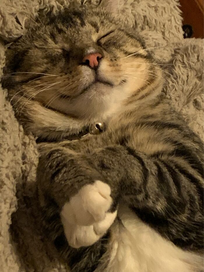 My Beautiful Kion, When He’s Not Asleep He’s Following Me Everywhere