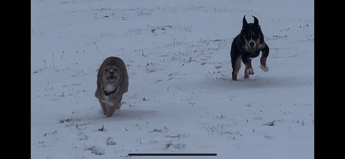 Snow Doggos