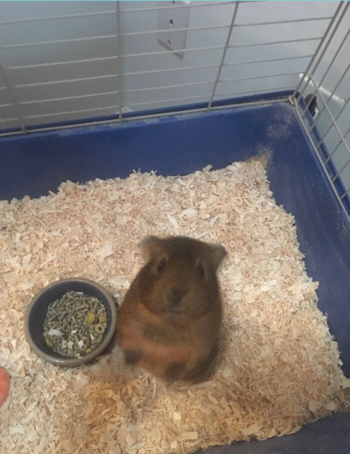 Blurry T. Rex Guinea Pig