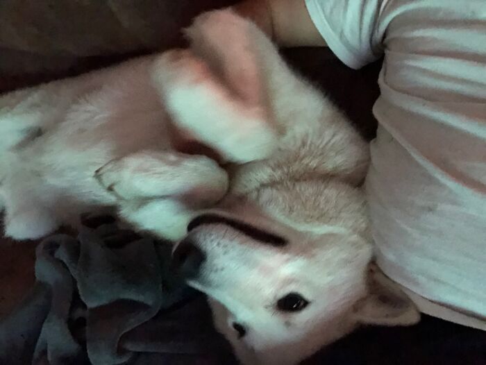 Goodboi Getting Some Chest Scritches