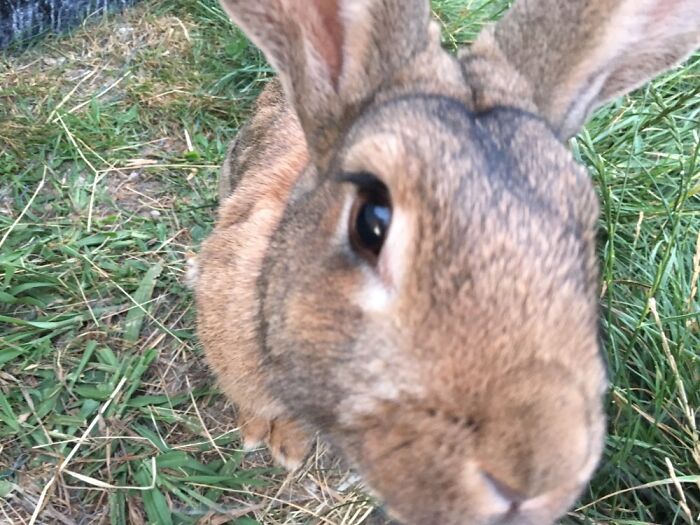 Biscuit Coming In For His Close-Up