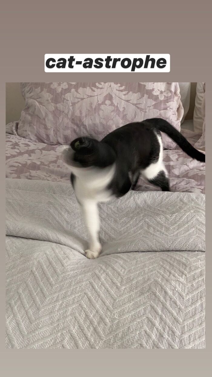 Clio The Foster Fail Semi-Tripod Kitty. She Also Makes A High Pitched 'Brrrrp' When She Does It